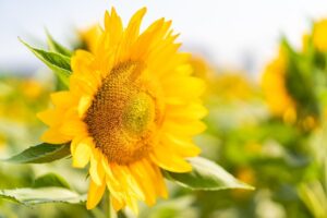 Gf6c5ceae4ed53e7c77b39a0c9191aea16fbbea53eb69b391021bf54a93a7adfc37e888324101c55d020114db708f9d37b6c755f31209dacaab735a7aed601be7 640